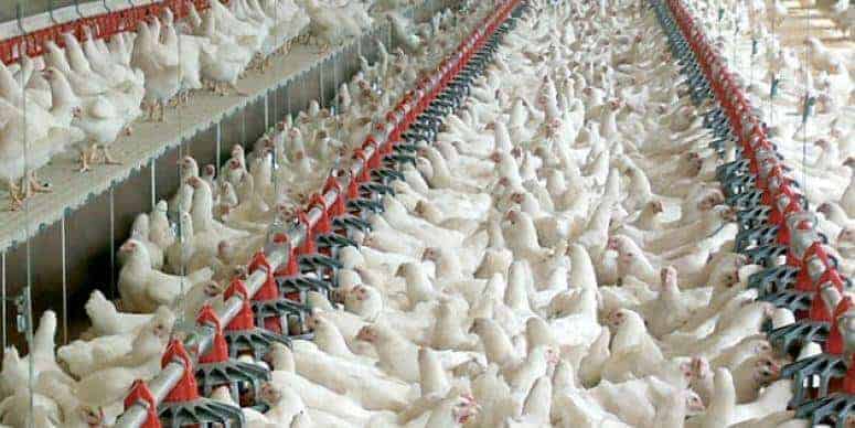 Yumurtacı Tavuk Yetiştiriciliği Eğitimi – E-Devlet Onaylı Sertifika